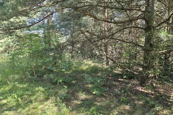 ostródzki, Morąg, Ruś, Działka pod zabudowę letniskową Ruś gm. Morąg